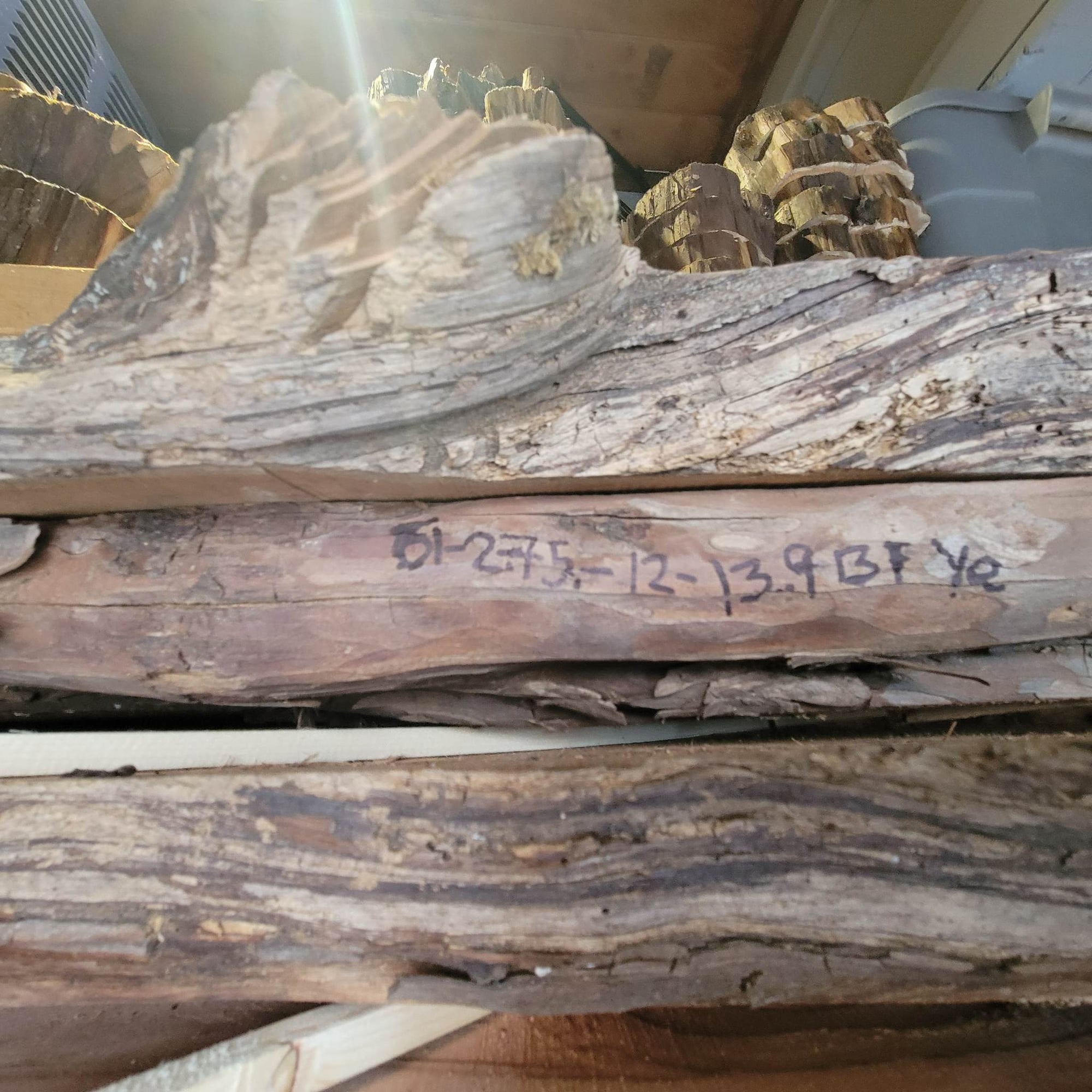 Pacific Yew